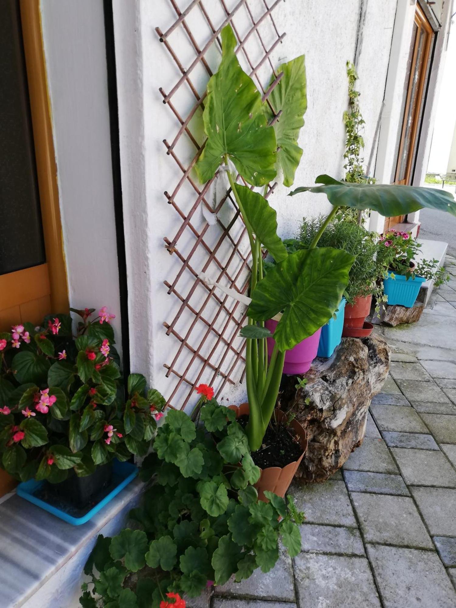 Casa Mia Vandrehjem Vlorë Eksteriør billede